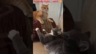 Cat Fails Mid Fight 😂🐾 | Couch Battle Gone Wrong!