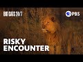 Lion Pride Dynamics Quiz