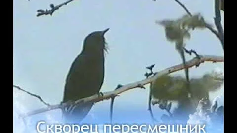 Жесть. Скворец подражает, лягушке, курице, кошке и др.