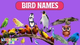 Learn About Birds for Toddlers  Educational Video @LearnwithTotu