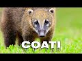 Coati sounds