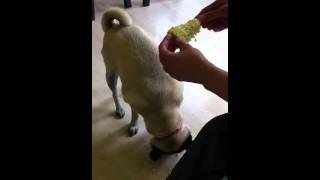 Daisy eats corn