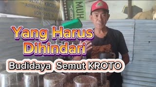 Pemula Wajib Tonton Hal Penting Yang dihindari dalam Budidaya Semut KROTO, Ternak Semut KROTO