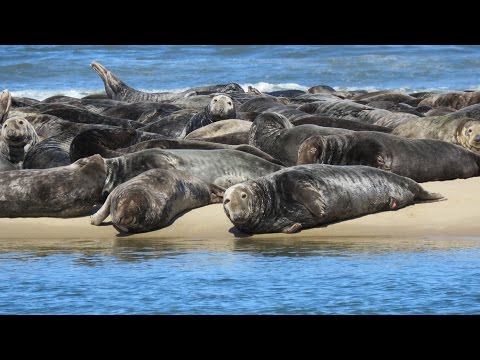 best-place-to-see-seals-on-cape-cod