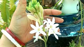 सर्दियो मे रजनीगंधा पर फूल || ऐसे करे rajnigandha की देखभाल || Winter care of rajnigandha/tuberose