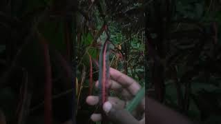 Nostalgic ASMR: The Peaceful Sounds of a Post-Rain Garden Evenings
