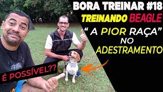 BORA TREINAR #18  TREINANDO BEAGLE COM ALUNO