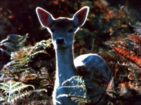 Substantial Meaning in Existence