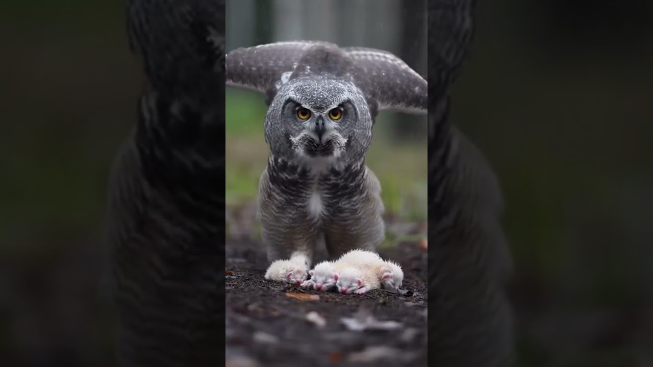 The Owl Who Stood Guard Over Two Freezing Nights Protecting the Forest 