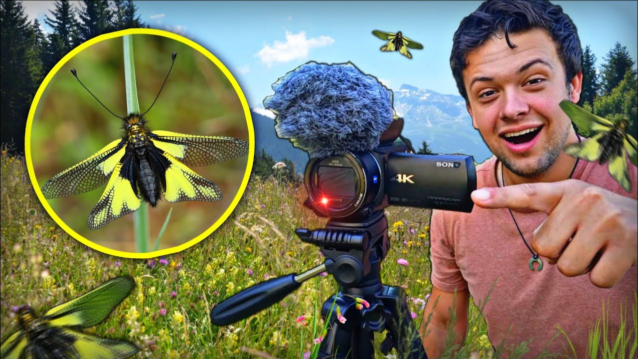 Tout savoir sur l’ascalaphe soufré, moitié papillon moitié libellule 