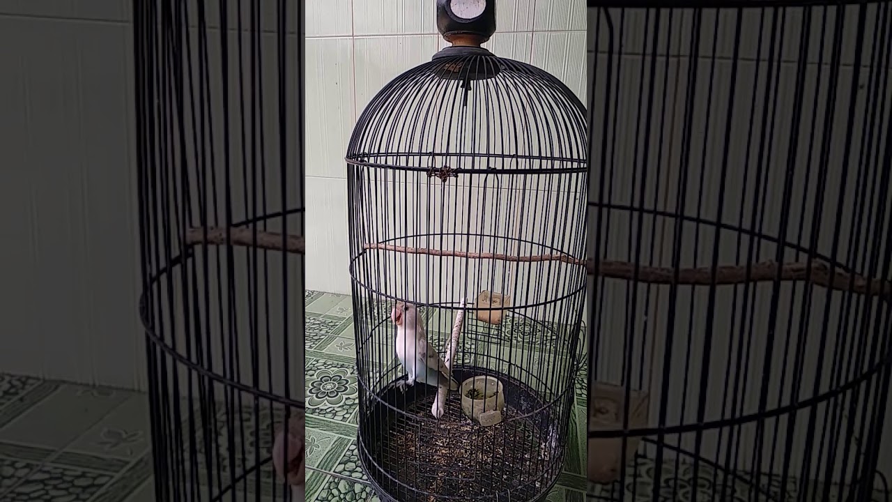 Ocehan burung labet 