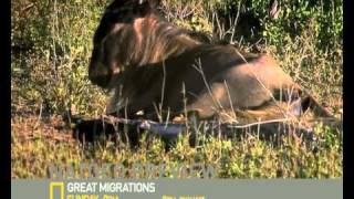 Great Migrations Preview 1
