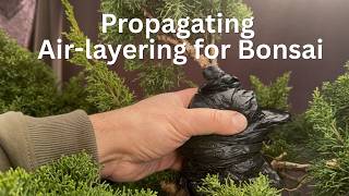 Propagation - Air layering Shimpaku Junipers How to air layer to create bonsai