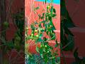 আপেল চিলি#beautiful nature#shortsvideo #sharts#