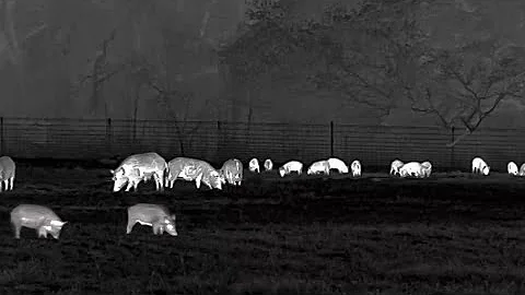 Surviving Planting Season | The Invasion of the Feral Hog