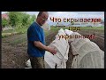 Красим ворота. Убираем укрывной. Мульчирование.