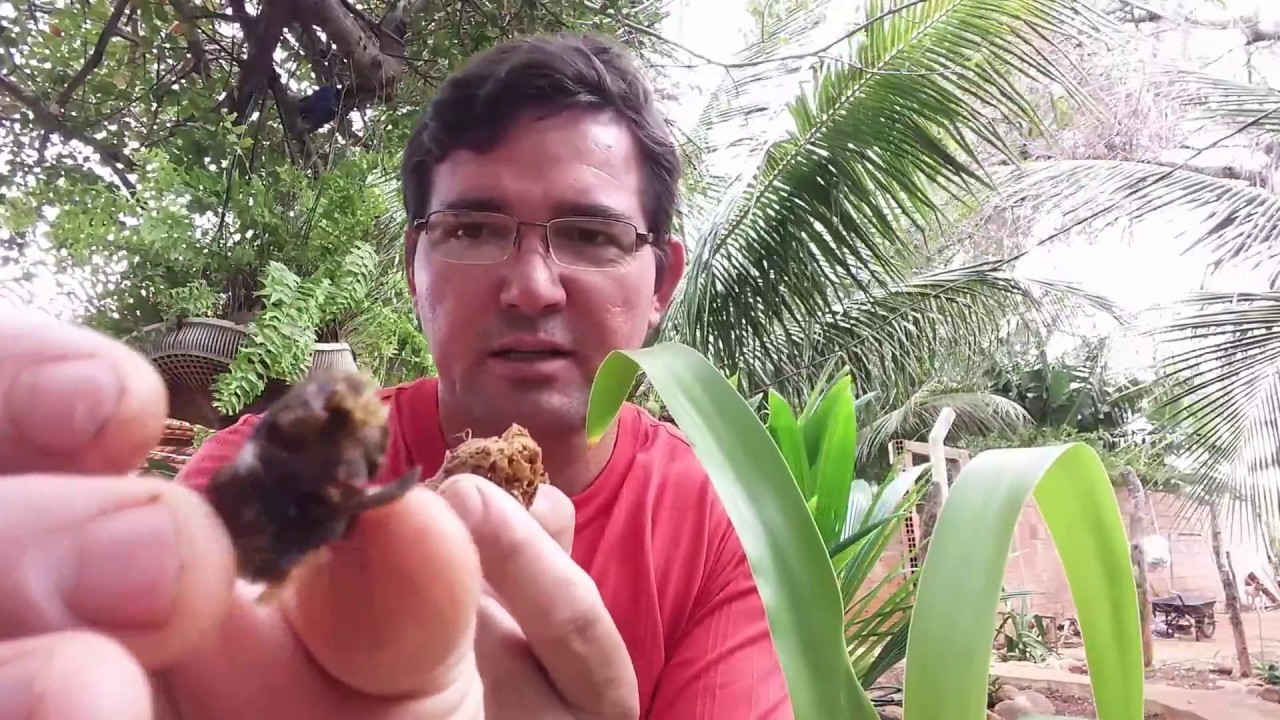 ATRATIVO PARA ABELHA JATAI MEL MEDICINAL #SítioGilSat