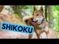 Shikoku Dog Breed - Facts and Information の動画、YouTube動画。