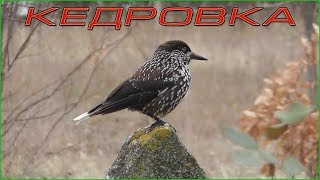 Кедровка (Ореховка) - Spotted Nutcracker - Schiaccianoci Кедровка (Ореховка) - Spotted Nutcracker - Schiaccianoci