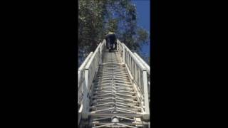 Hawk Rescue