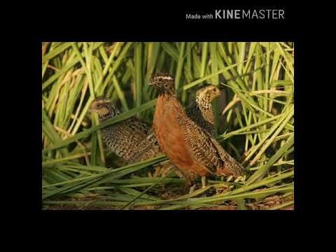 Tiếng chim cút chuẩn 🐦