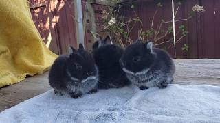 Silver Marten Netherland Dwarf Babies