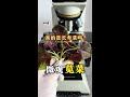 苋菜为何被称为长寿菜健康科普