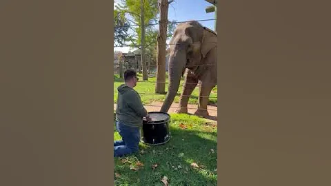 Adorable elephant learns to play the drums