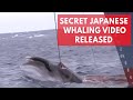 Shocking japanese whaling footage shows barbaric hunt in australian whale sanctuary