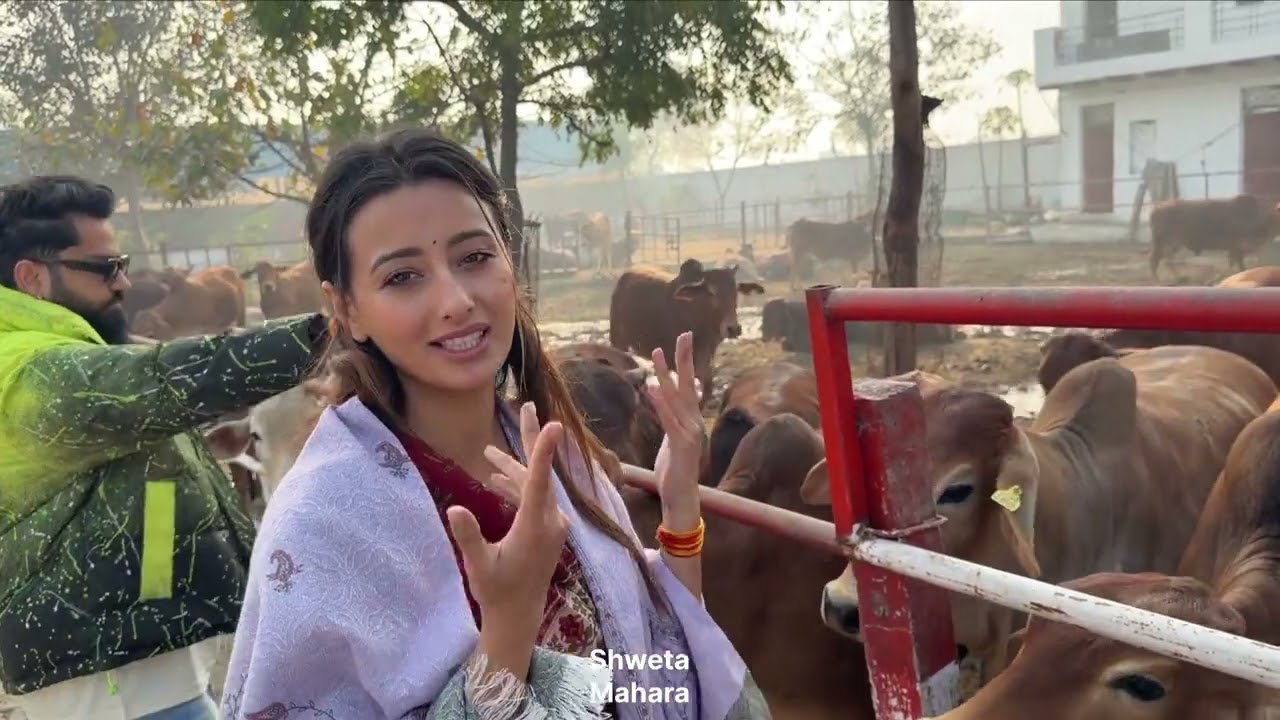 Gau seva Shweta mahara Birthday k baad 