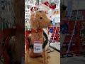 YOU *WON'T BELIEVE* THIS NEW CHRISTMAS TREE !!! 😱 #shorts #christmas #christmasdecor