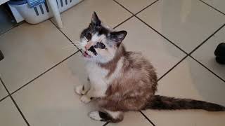 Cat meows like a squeaky gate by Cookie the Calico 55,124 views 1 year ago 32 seconds