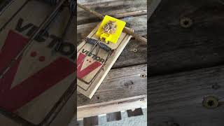 How To Set A Rat Trap By Using A Little Support Stick