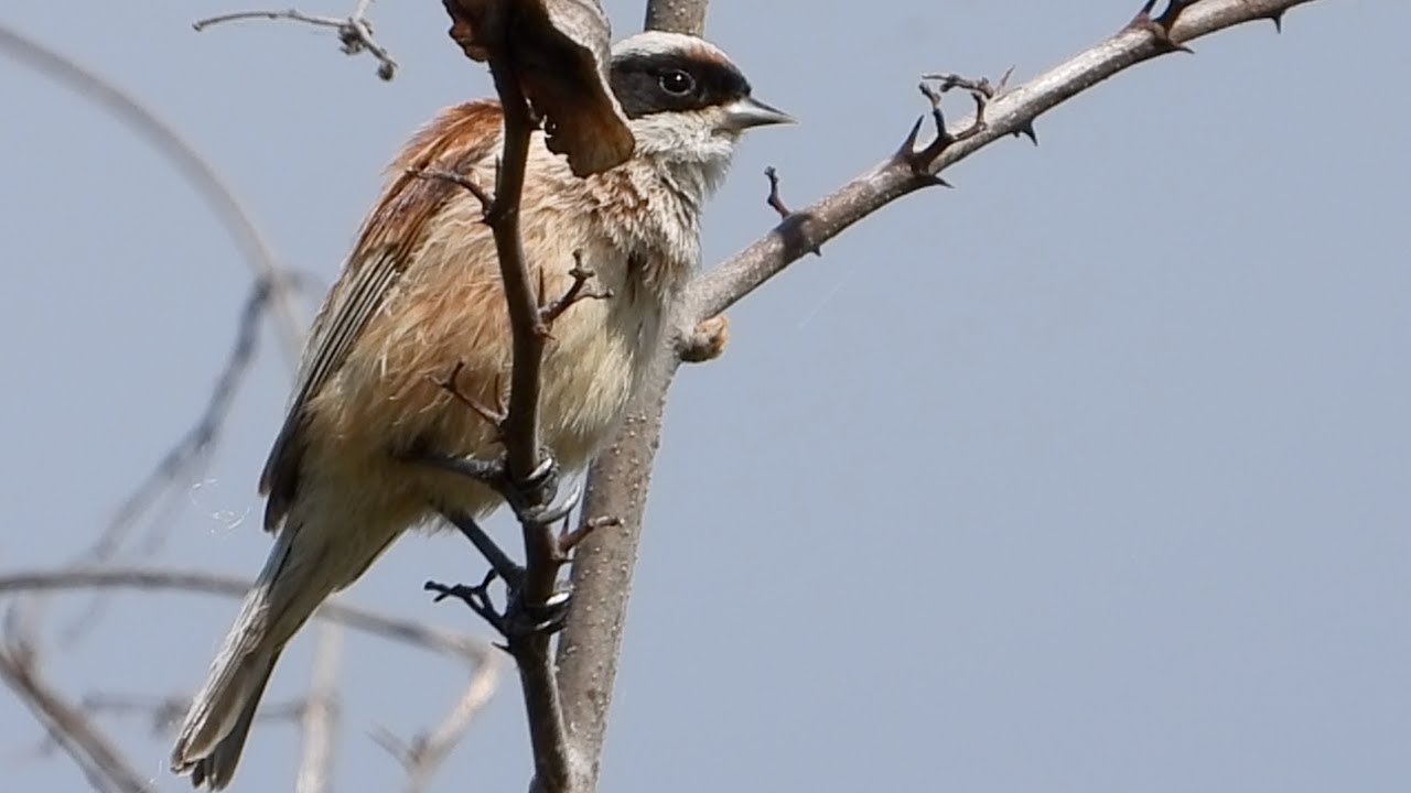 hornets font Eurasian penduline tit. Beutelmeise
