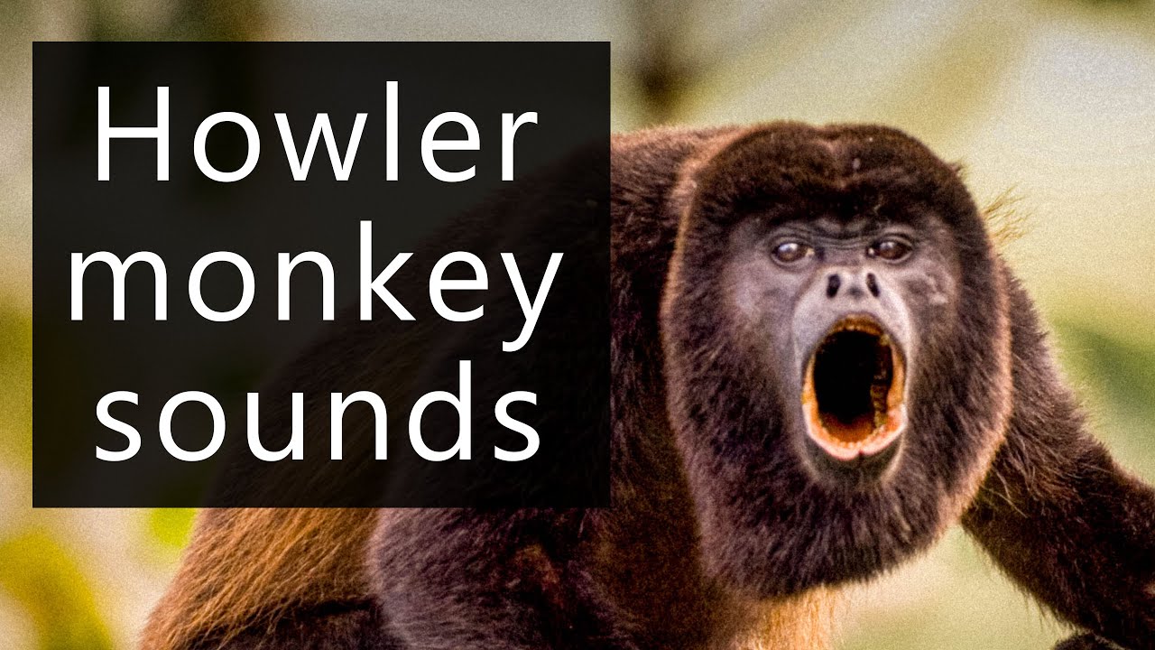 The Frightening Sounds Of The Howler Monkeys YouTube The Frightening Sounds Of The Howler Monkeys YouTube