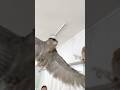 🦉🌈 Welcome to #owlcafe #tokyo .#akihabara #japantravel #owl #animalwelfare