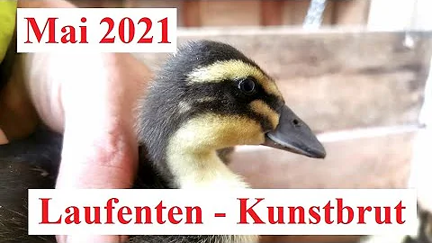 Kann man ein entenei ausbrüten?