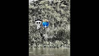 Leopard vs Crocodile 🐆🐊💀 #shorts #crocodile #leopard #edit #trollface