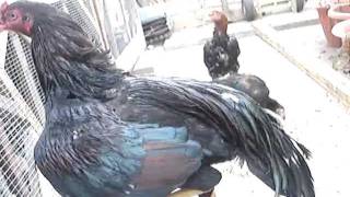 Stani Mianwali Asil 7 Months Old - Ratta Mushka