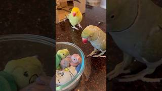 Baby won’t stop crying! (He’s OK - just a little grumpy 😂) #talkingparrot #talkingbird #babyanimals