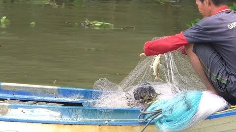 Anh chị chài cá . dính lăng ,Cá chốt. Ở gần chợ số 10