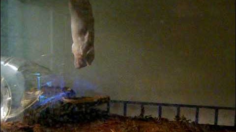 female borneo short tail python eating a rat