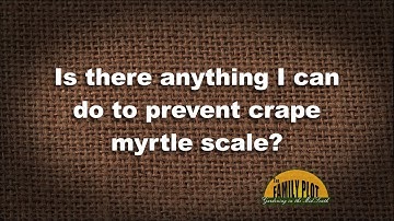 Q&A – Is there anything I can do to prevent crepe myrtle scale?
