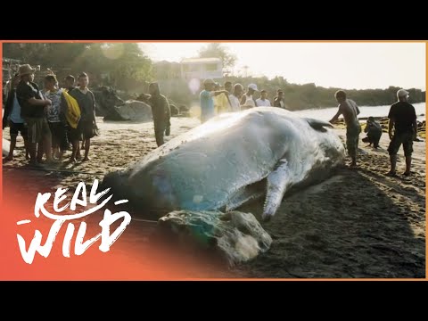 Video: 20. novembris: 160 000 sterliņu mārciņu spermas vaļu iznīcina vaļu medību kuģi, Esseks, notikums, kas daļēji iedvesmoja romānu Moby Dick