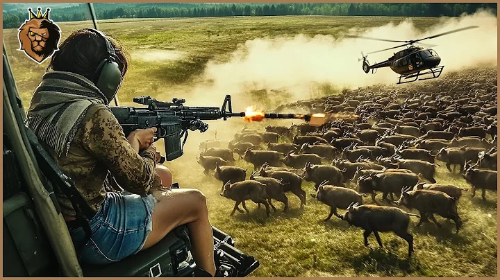 How Are Australian Hunters and Farmers Dealing with Millions of Wild Pigs Using Helicopters?