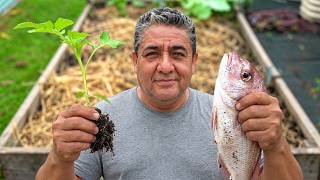 What Happens When You Bury a Fish Head Under a Tomato Plant? (The Mexican Way)