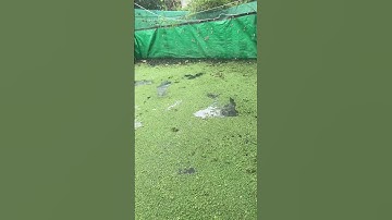 Cá lau kiếng nuôi vỗ béo trên bể bạc, mô hình nuôi cá lau kiếng xen ốc bưu vàng ăn bèo hoa dâu, cám.