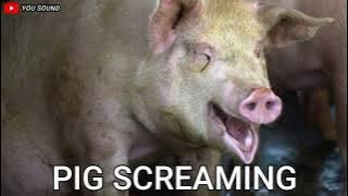 PIG SCREAMING suara babi menjerit