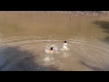 Nadando en el reten de agua.