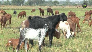 ಕುರಿ ಮಾರಿ 20 ಎಕರೆ ಜಮೀನು ಖರೀದಿಸಿದ ರೈತ | Sheep